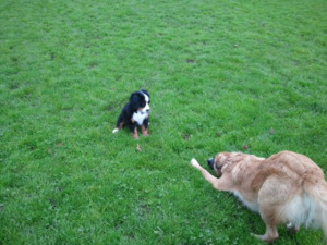 365 things to do in boston, boston, broookline, dog parks, green dog program