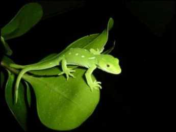 green gecko