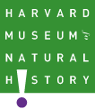 harvard museum
