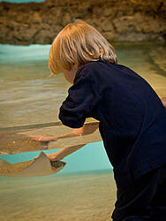 new england aquarium