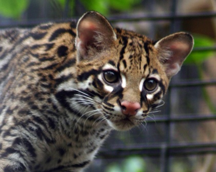 365 things to do in boston franklin park zoo