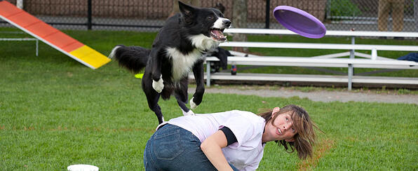 365 things to do in boston dogfest