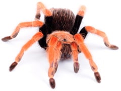 tarantulas