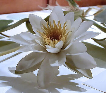 365 things to do in boston glass flowers harvard