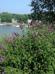 Gloucester Garden Tour