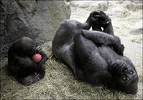 gorillas