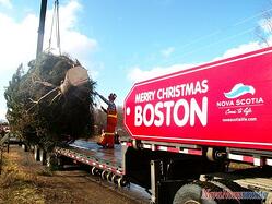 365 things to do in boston christmas tree boston common 