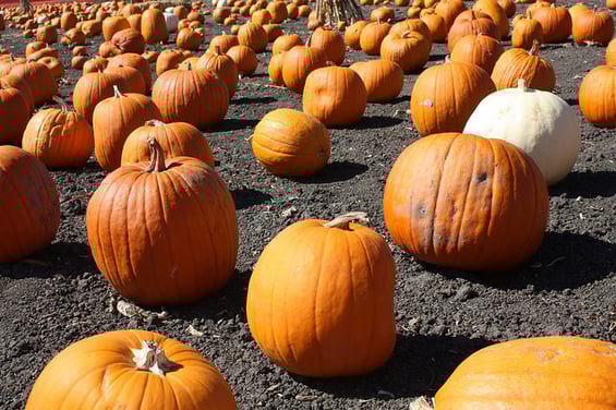 15263461000_4782984d6f_z