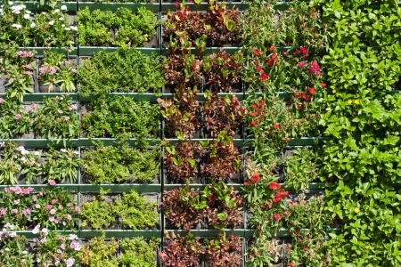 living wall 