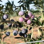 olivetree_header_aust-112-300x200